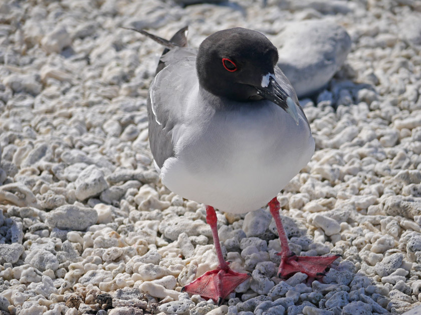 Galapagos Lava Gull, Genovesa Island