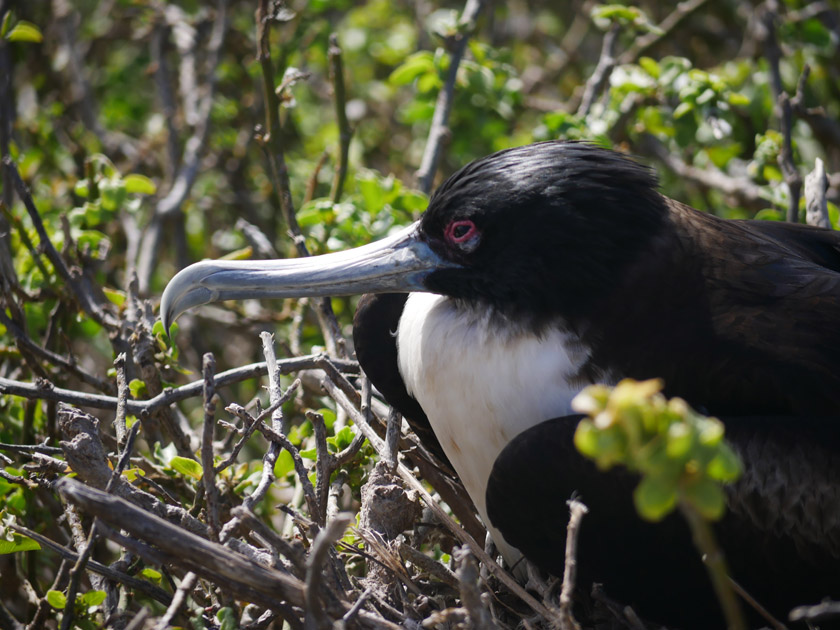 Galapagos Frigate Bird, Genovesa Island