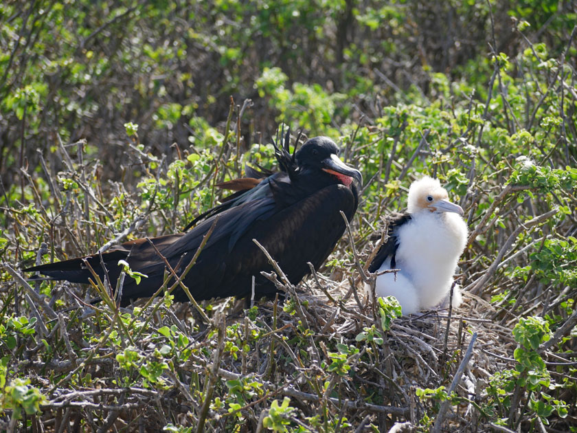 Galapagos Frigate Bird and Chick, Genovesa Island