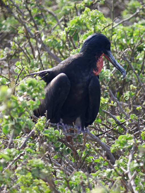 Galapagos Frigate Bird, Genovesa Island