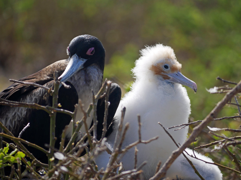 Galapagos Frigate Bird and Chick, Genovesa Island