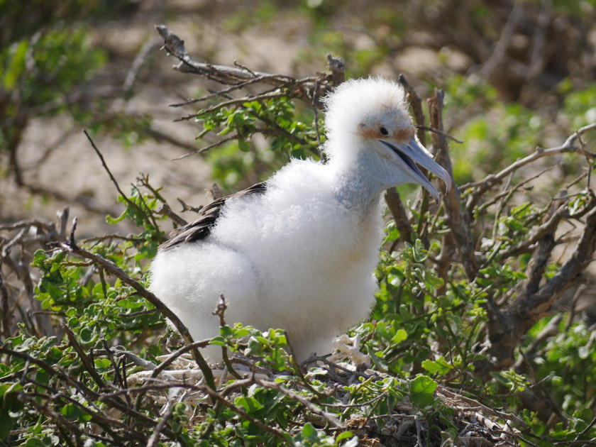 Galapagos Frigate Chick, Genovesa Island