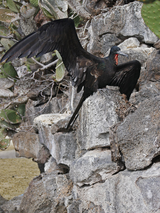 Galapagos Frigate Bird Drying Wings, Genovesa Island