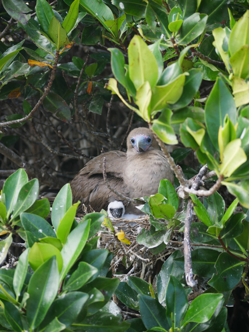 Red-Footed Booby and Chick, Genovesa Island