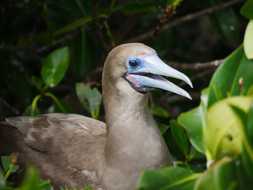 Red-Footed Booby, Genovesa Island