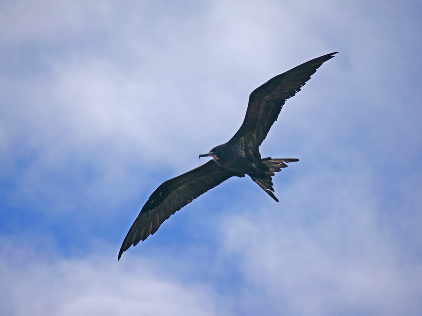 Galapagos Frigate Bird in Flight, Genovesa Island