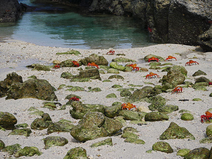 Sally Lightfoot Crabs, Genovesa Island