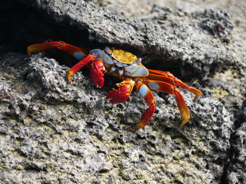 Sally Lightfoot Crab, Genovesa Island