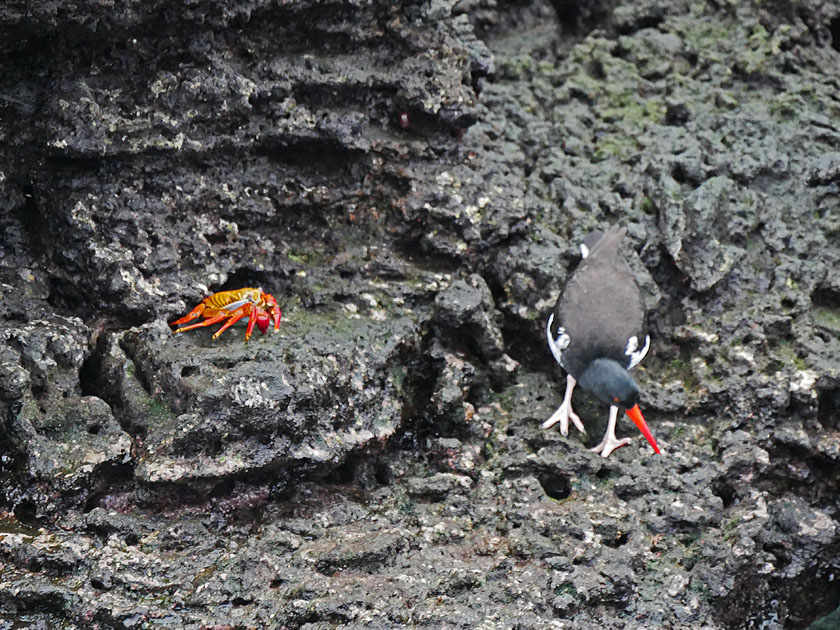 Oyster Catcher and Sally Lightfoot Crab, Bartolomé Island