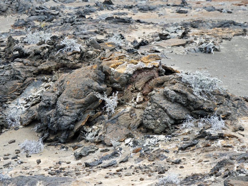 Lava Flows and Lichens, Bartolomé Island