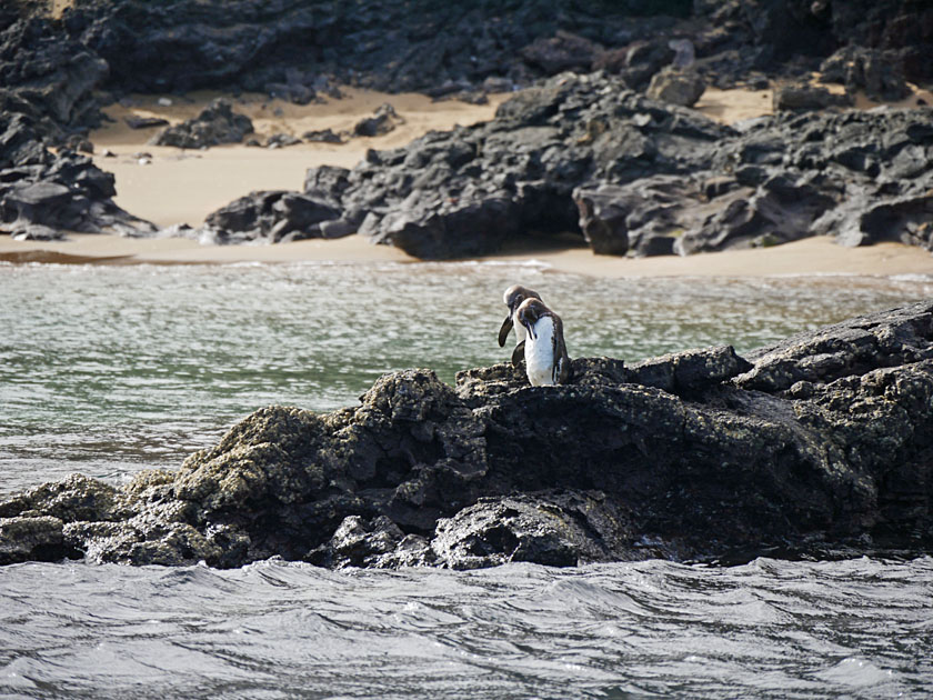 Galapagos Penguins, Bartolomé Island