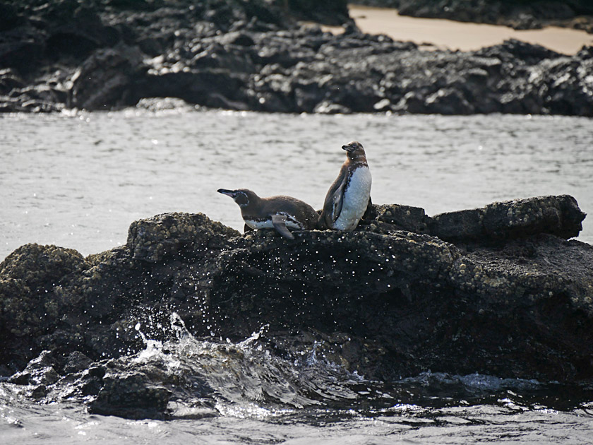 Galapagos Penguins, Bartolomé Island