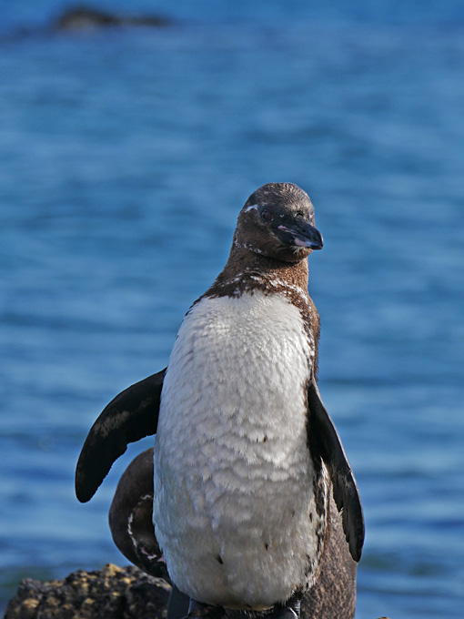 Galapagos Penguin, Bartolomé Island