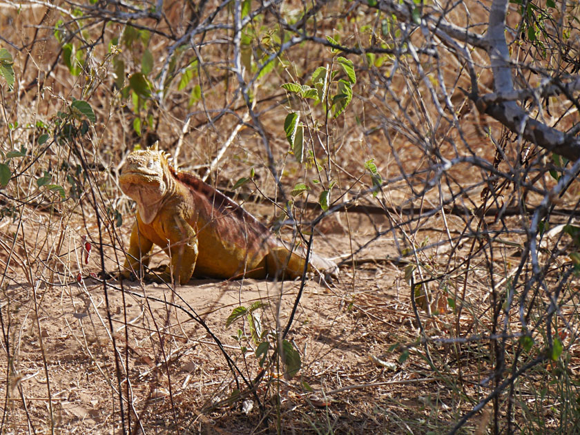 Galapagos Land Iguana, Santa Cruz Island