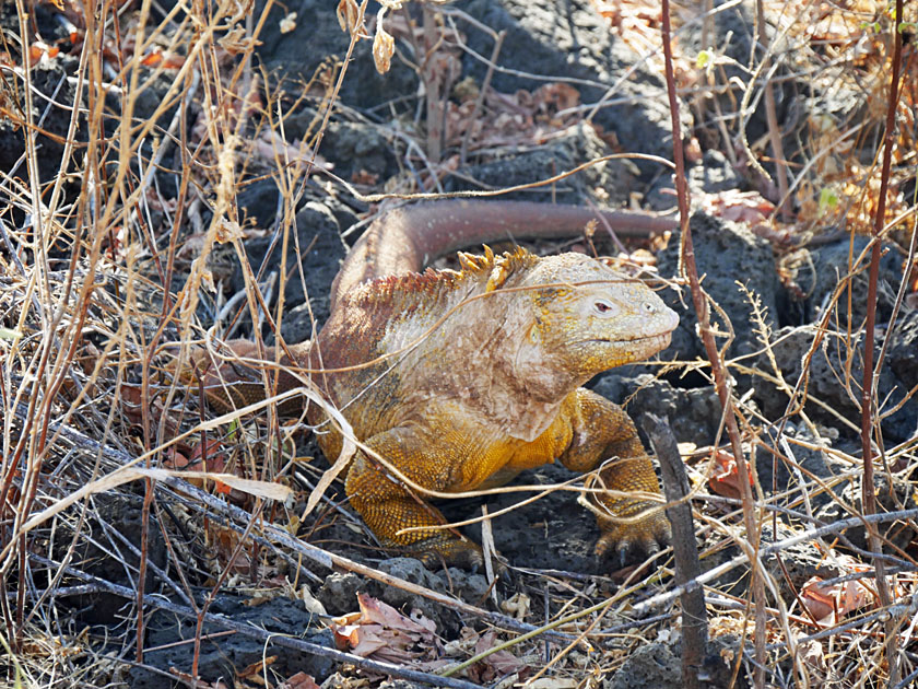 Galapagos Land Iguana, Santa Cruz Island