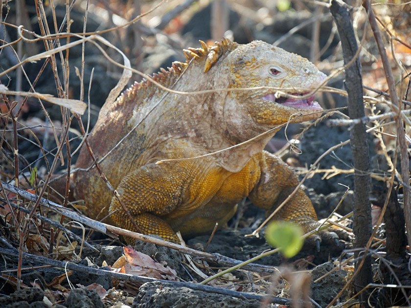 Galapagos Land Iguana, Santa Cruz Island