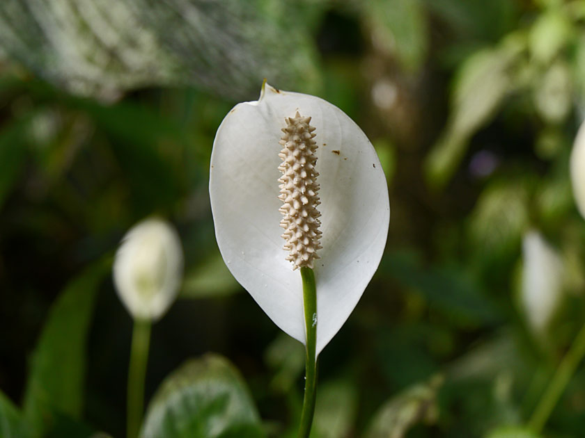 Hawaii Tropical Botanical Garden, Peace Lily