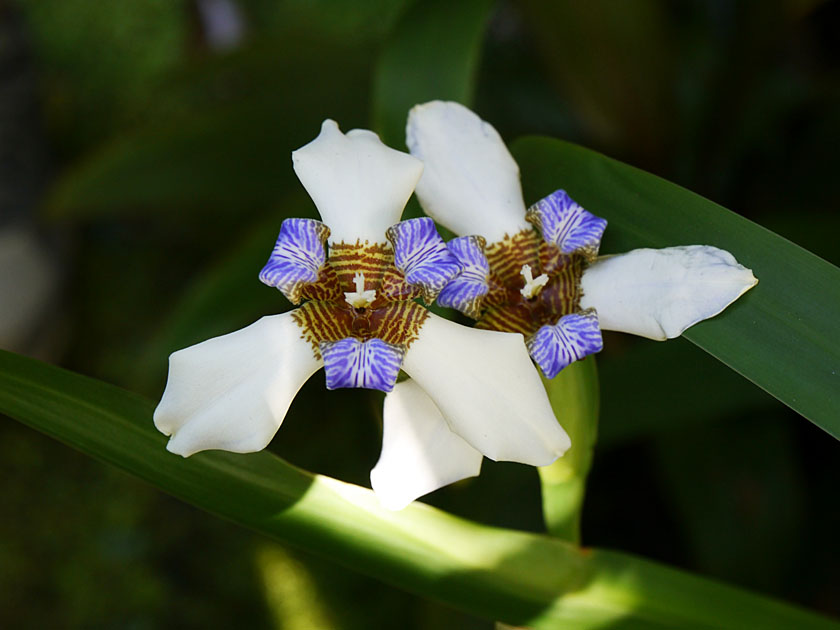 Hawaii Tropical Botanical Garden, Walking Iris