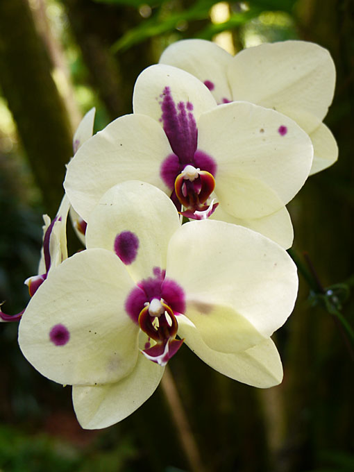 Hawaii Tropical Botanical Garden Flower