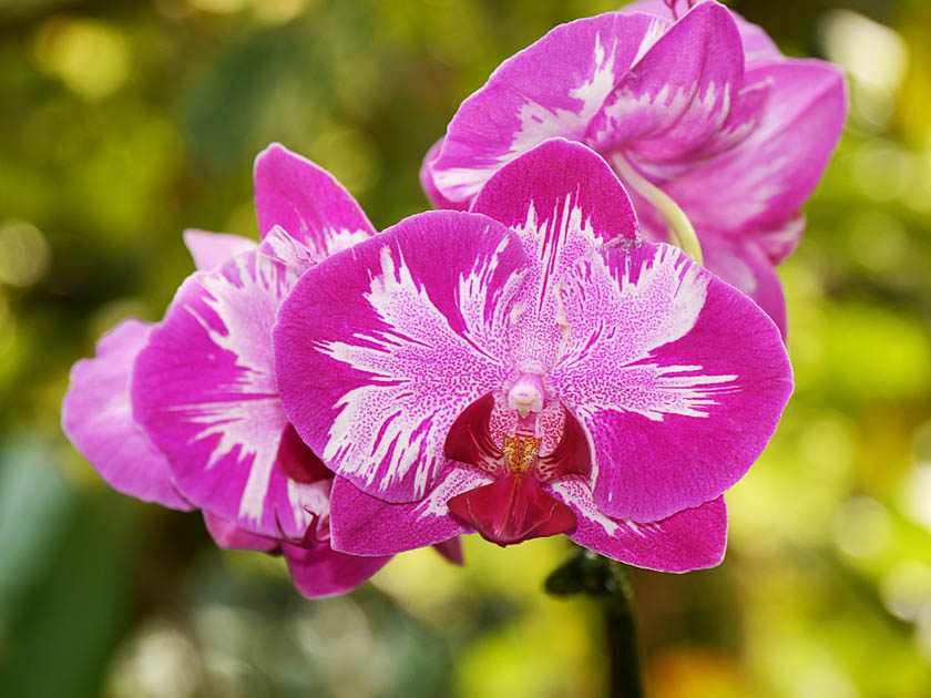 Hawaii Tropical Botanical Garden Flower