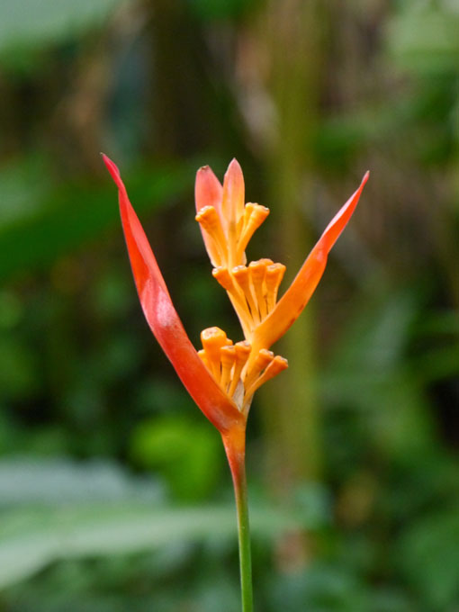 Hawaii Tropical Botanical Garden, Nickeriensis