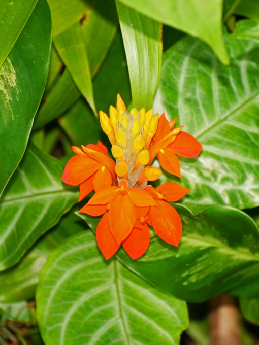 Hawaii Tropical Botanical Garden Flower