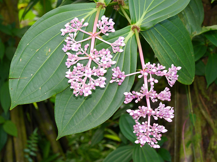 Hawaii Tropical Botanical Garden Flower