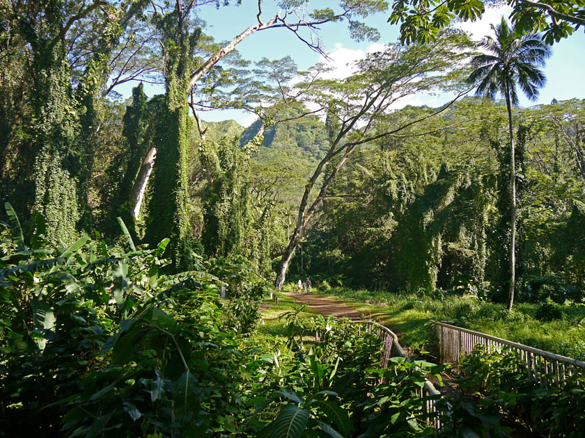 Manoa Falls Trail, Oahu