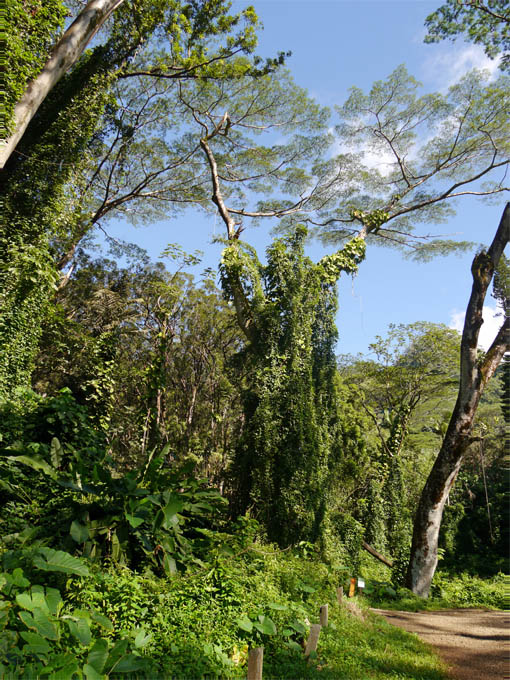 Manoa Falls Trail, Oahu