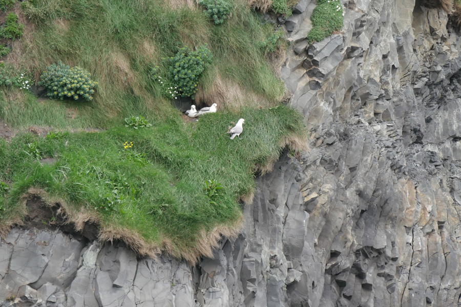 Nesting Birds at Reynisfjara Black Sand Beach