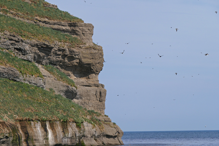 Puffin Island