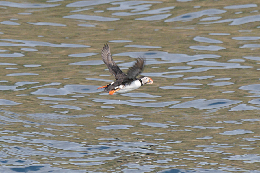 Puffin in Flight