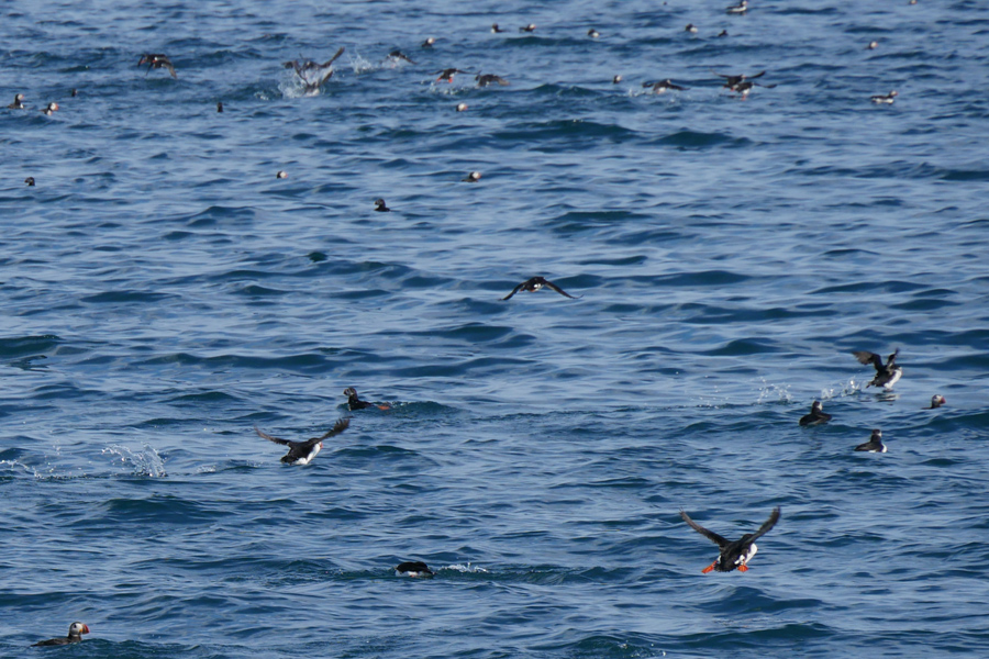 Puffins