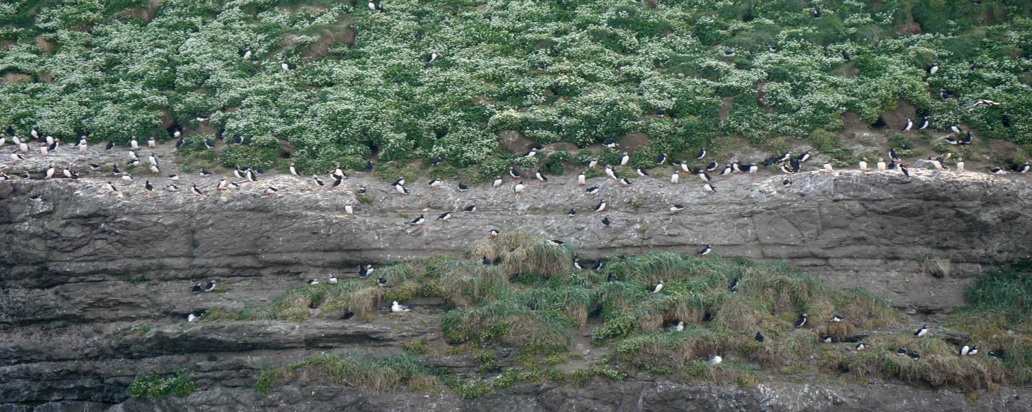 Puffins Island