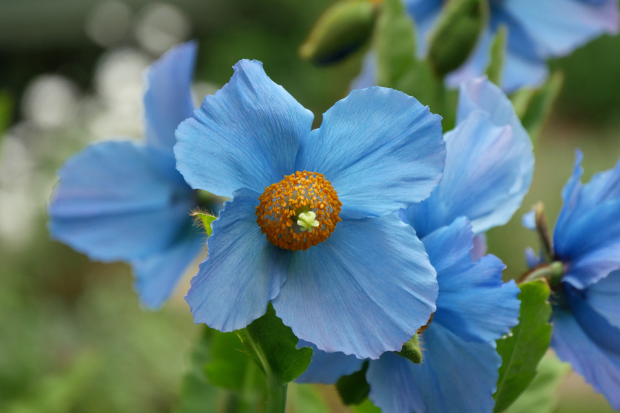 Akureyri botanical garden - Himalyan Blue Poppies