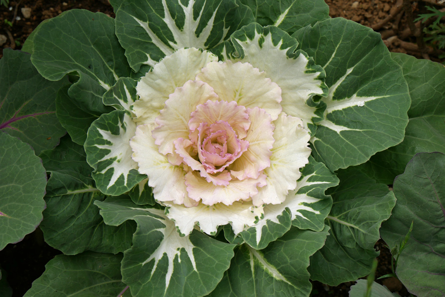 Akureyri botanical garden - ornamental cabbage