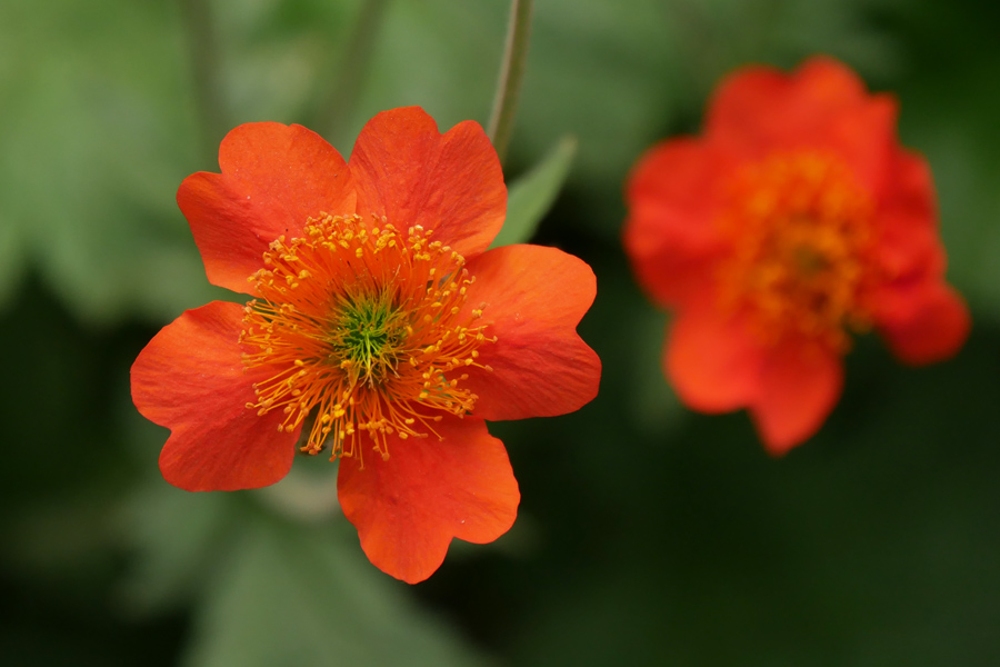 Akureyri botanical garden