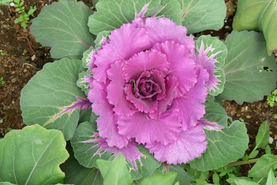 Akureyri Botanical Garden - Ornamental Cabbage