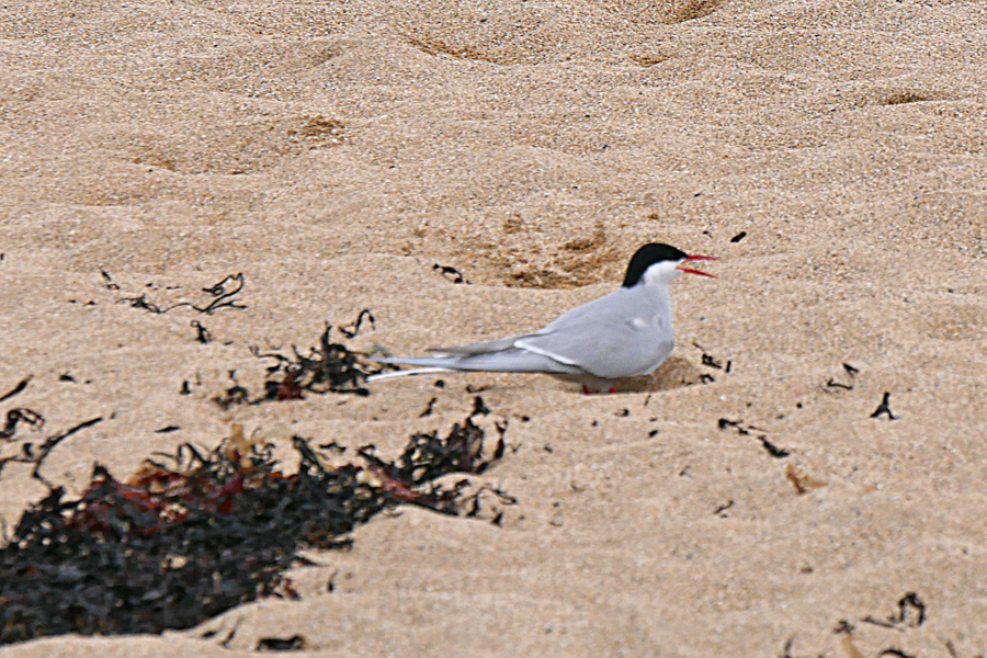 Sea Bird on Ytri-Tunga Beach