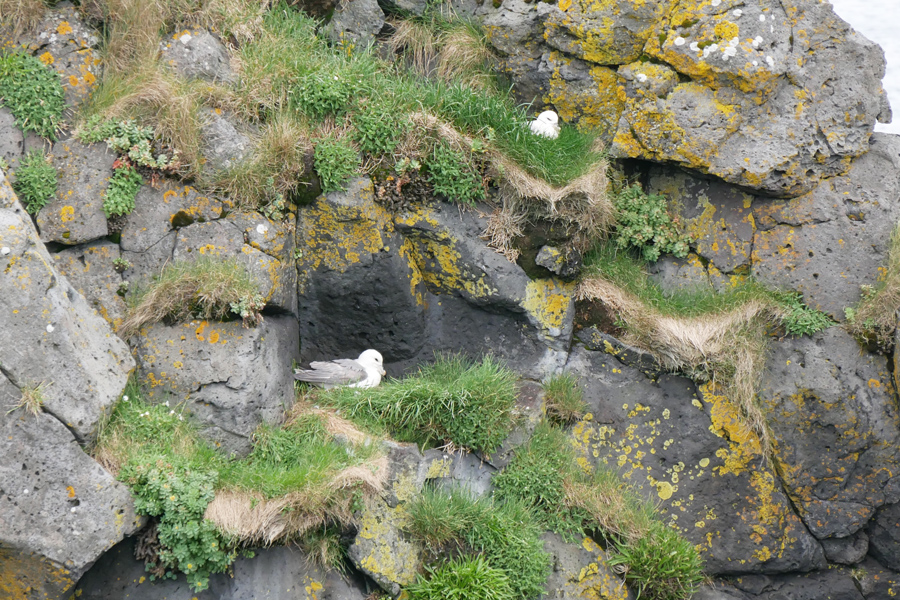 Sea Birds along Arnarstapi Coast