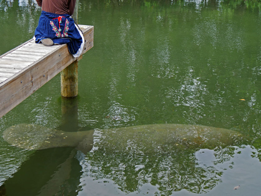 Manatee Swimming near Docks