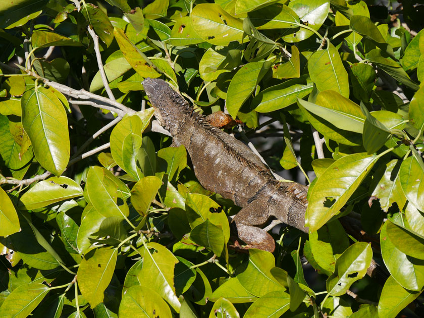 Iguana Perched in Tree at Lighthouse