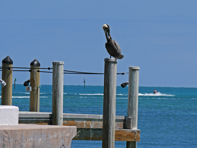 Pelican on Piling