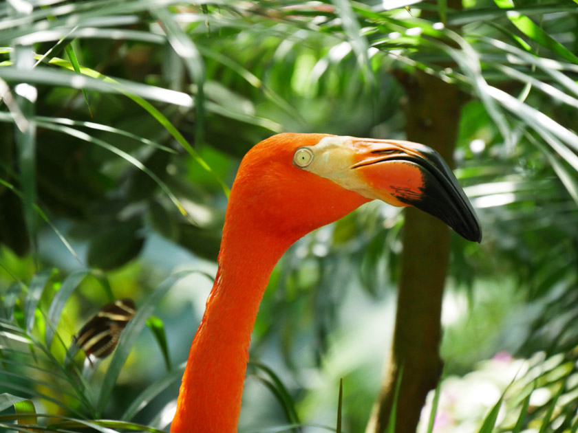 Flamingo at the Butterfly Conservatory