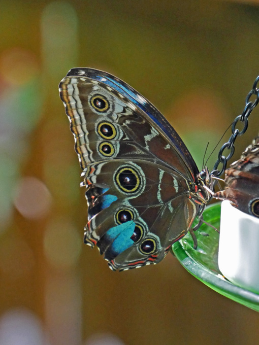 Blue Morpho Butterfly