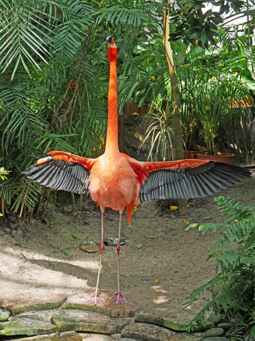 Flamingo at the Butterfly Conservatory