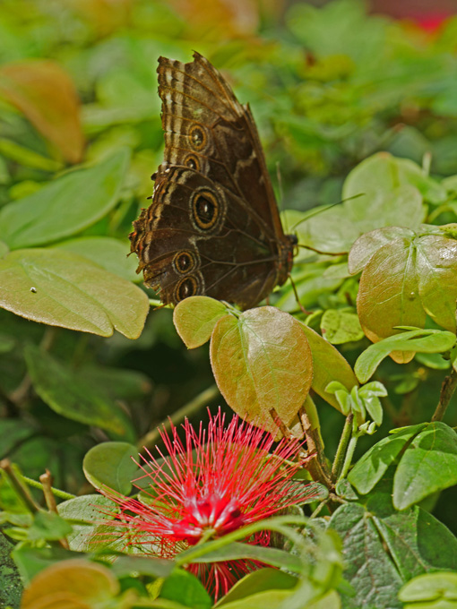 Blue Morpho Butterfly