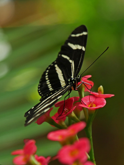 Zebra Longwing Butterfly