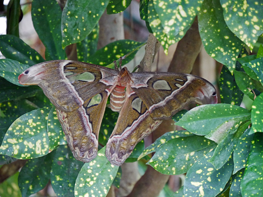 Atlas Moth