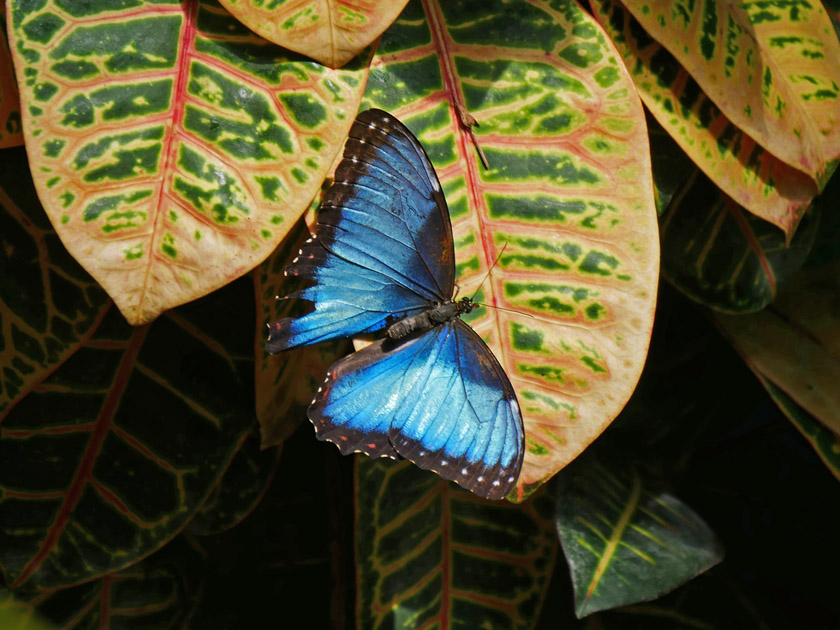 Blue Morpho Butterfly